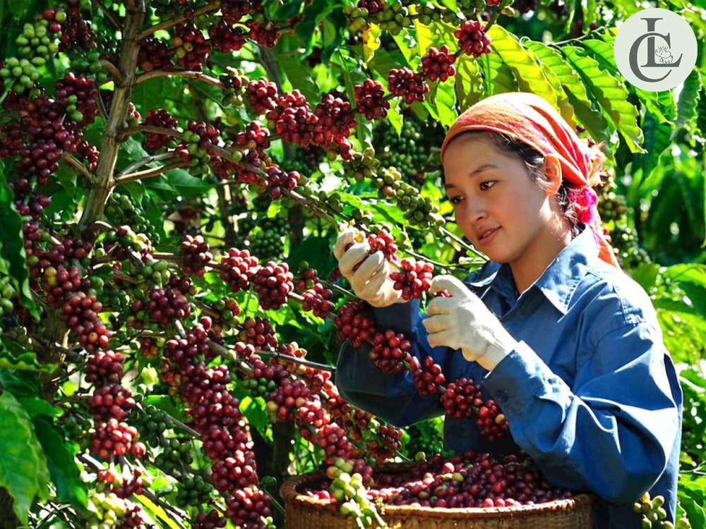 Các loại cà phê