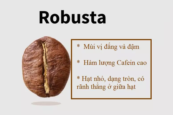 ca phe robusta dac diem